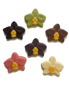 Schokoladenorchideen 6 Farben 2,5 Kilo